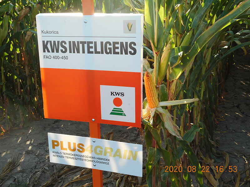 20200824 kws 04