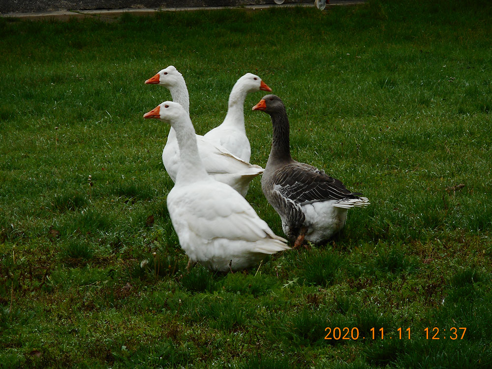 20201111 martonnap 01