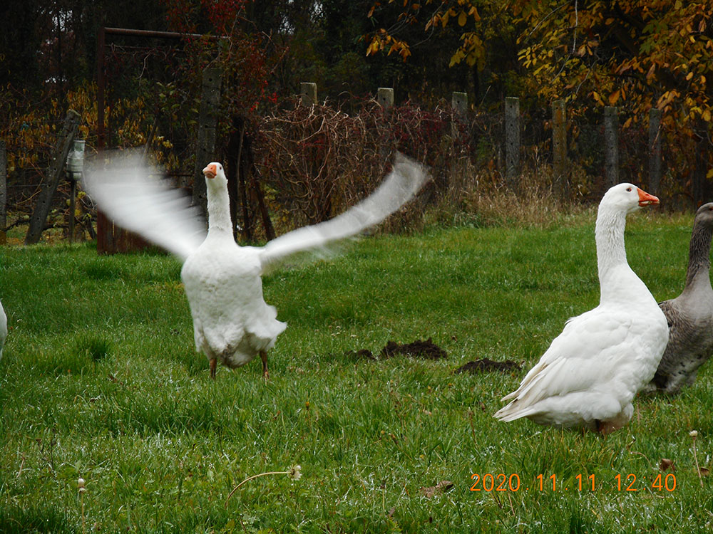 20201111 martonnap 02