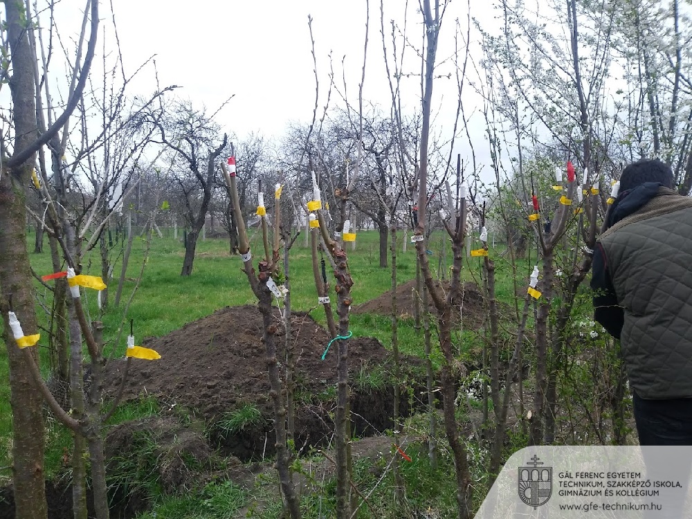 15 magdolna varga